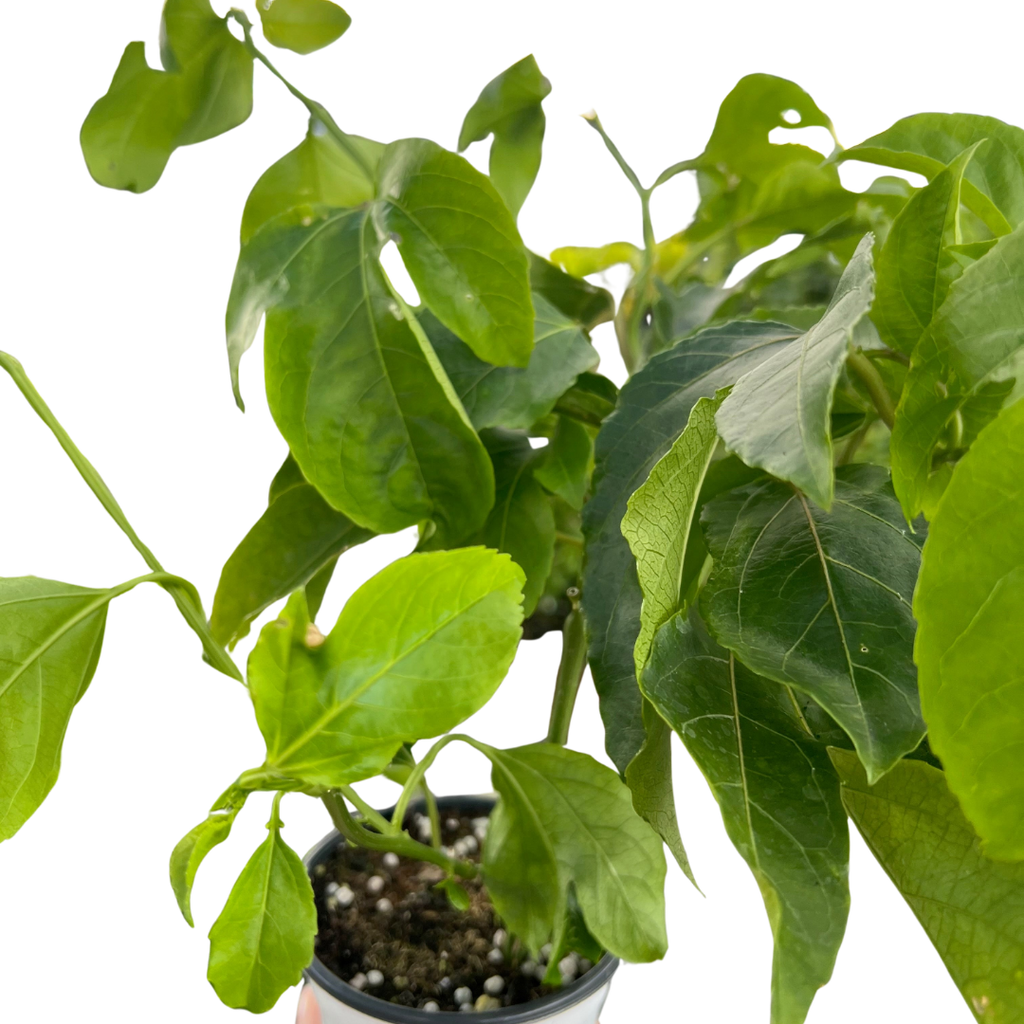 ED Passion Fruit Indoor Plants 4" Pot Austin Jungle Co.