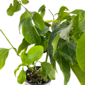 ED Passion Fruit Indoor Plants 4" Pot Austin Jungle Co.