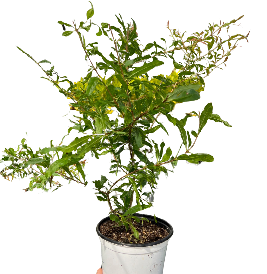 ED Pomegranate Indoor Plants 4" Pot Austin Jungle Co.