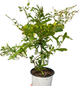 ED Pomegranate Indoor Plants 4" Pot Austin Jungle Co.