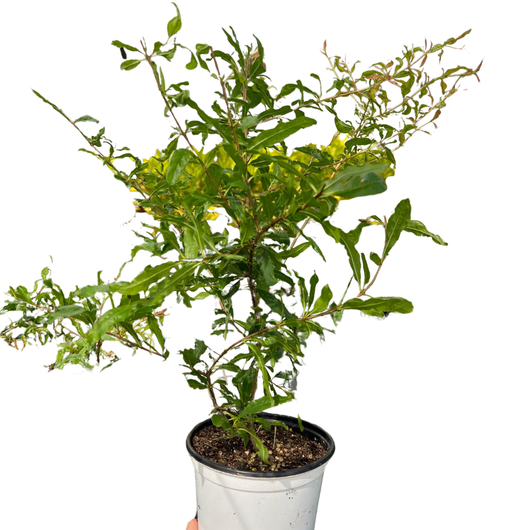 ED Pomegranate Indoor Plants 4" Pot Austin Jungle Co.