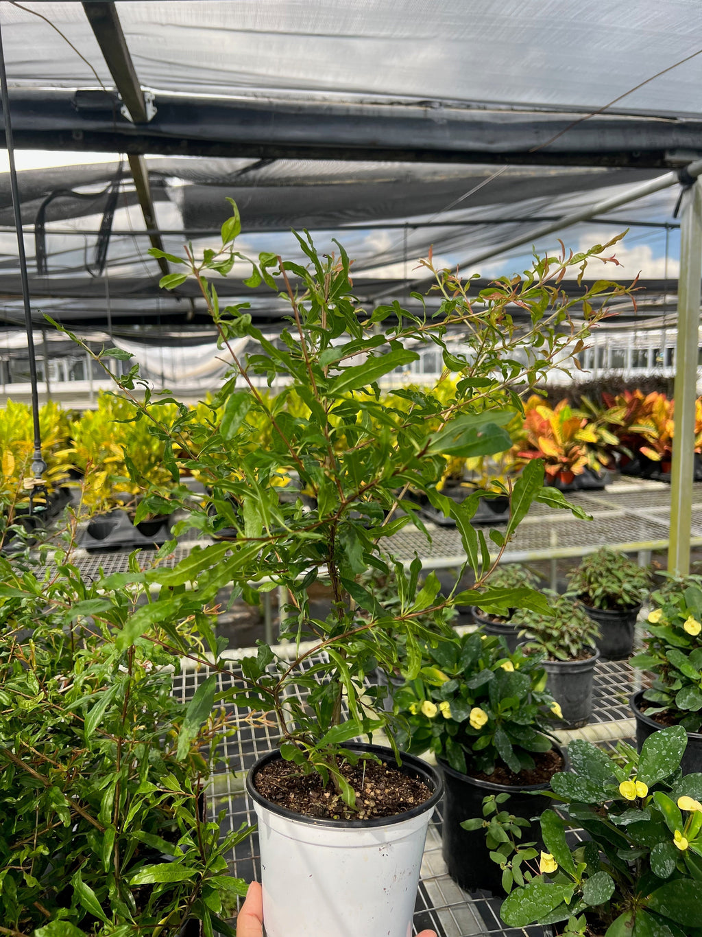 ED Pomegranate Indoor Plants 4" Pot Austin Jungle Co.