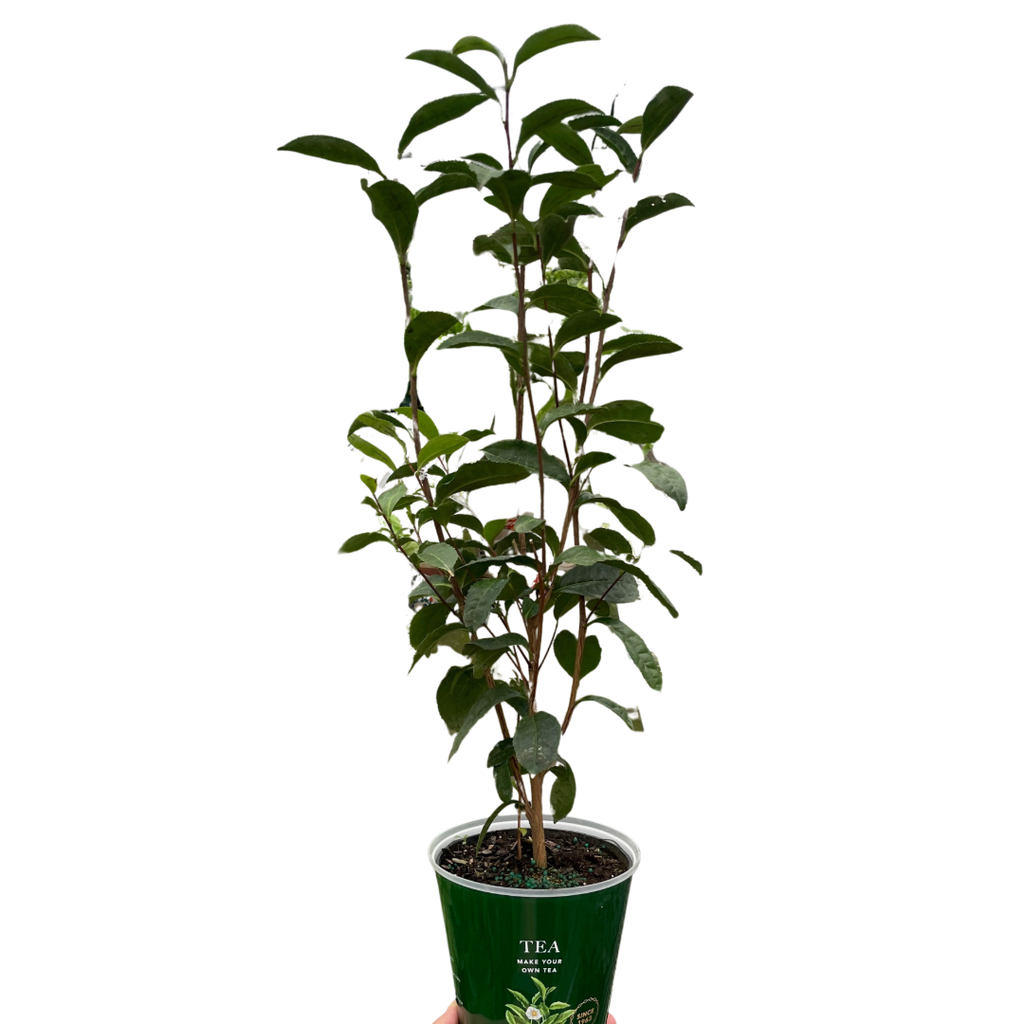 ED Tea Indoor Plants 6" Pot Austin Jungle Co.