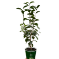 ED Tea Indoor Plants 6" Pot Austin Jungle Co.
