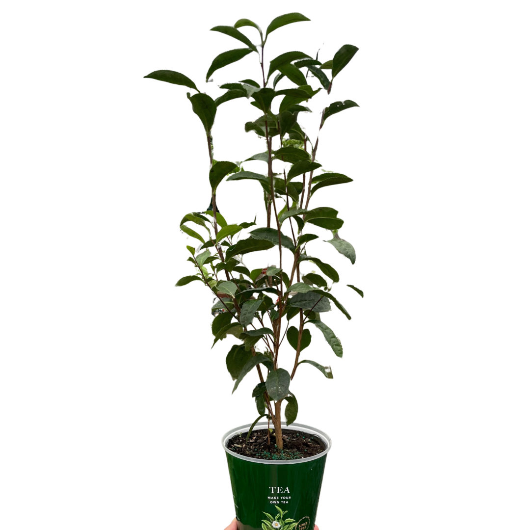 ED Tea Indoor Plants 6" Pot Austin Jungle Co.