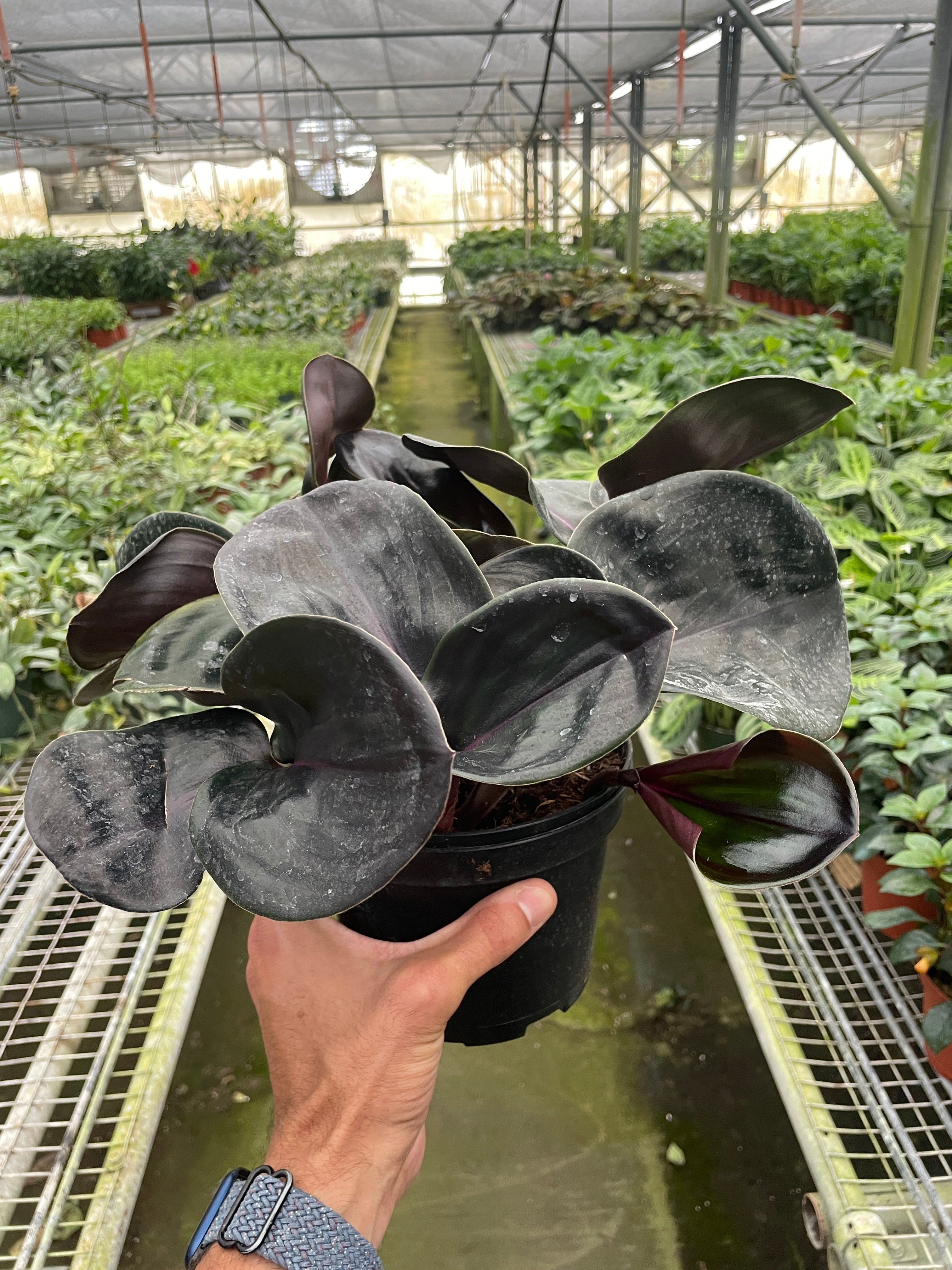 Geogenanthus 'Ciliatus' Indoor Plants 6" Pot Austin Jungle Co.