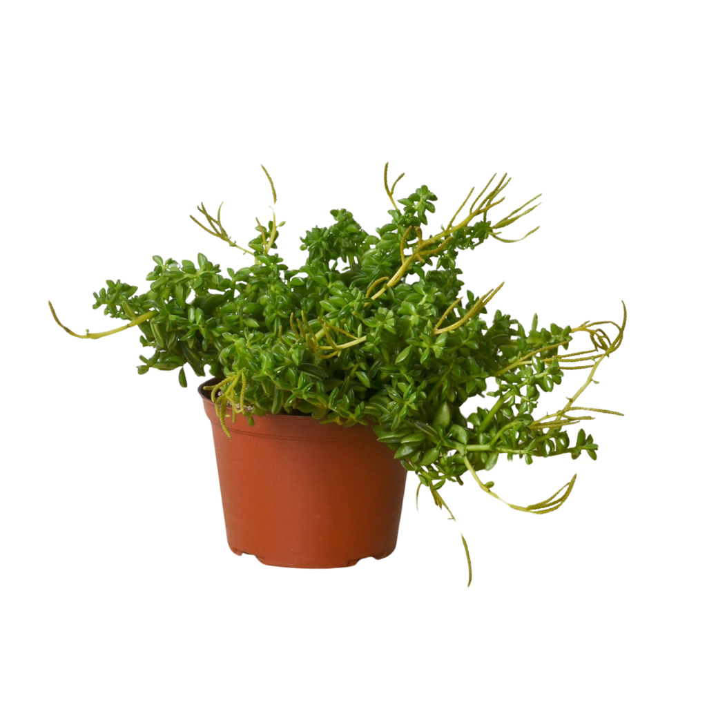 Peperomia 'Axillaris' 6" Pot Austin Jungle Co.