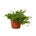 Peperomia 'Axillaris' 6" Pot Austin Jungle Co.