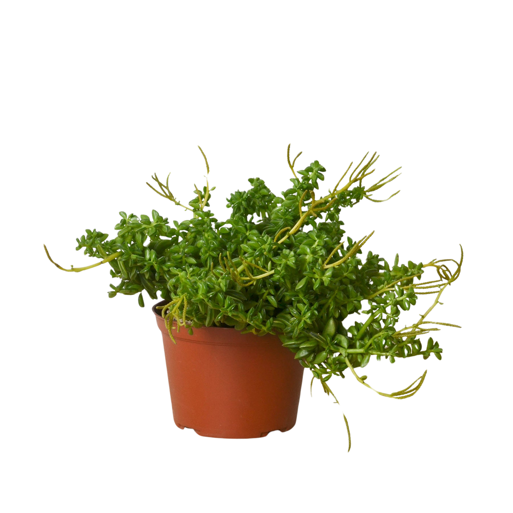 Peperomia 'Axillaris' 6" Pot Austin Jungle Co.