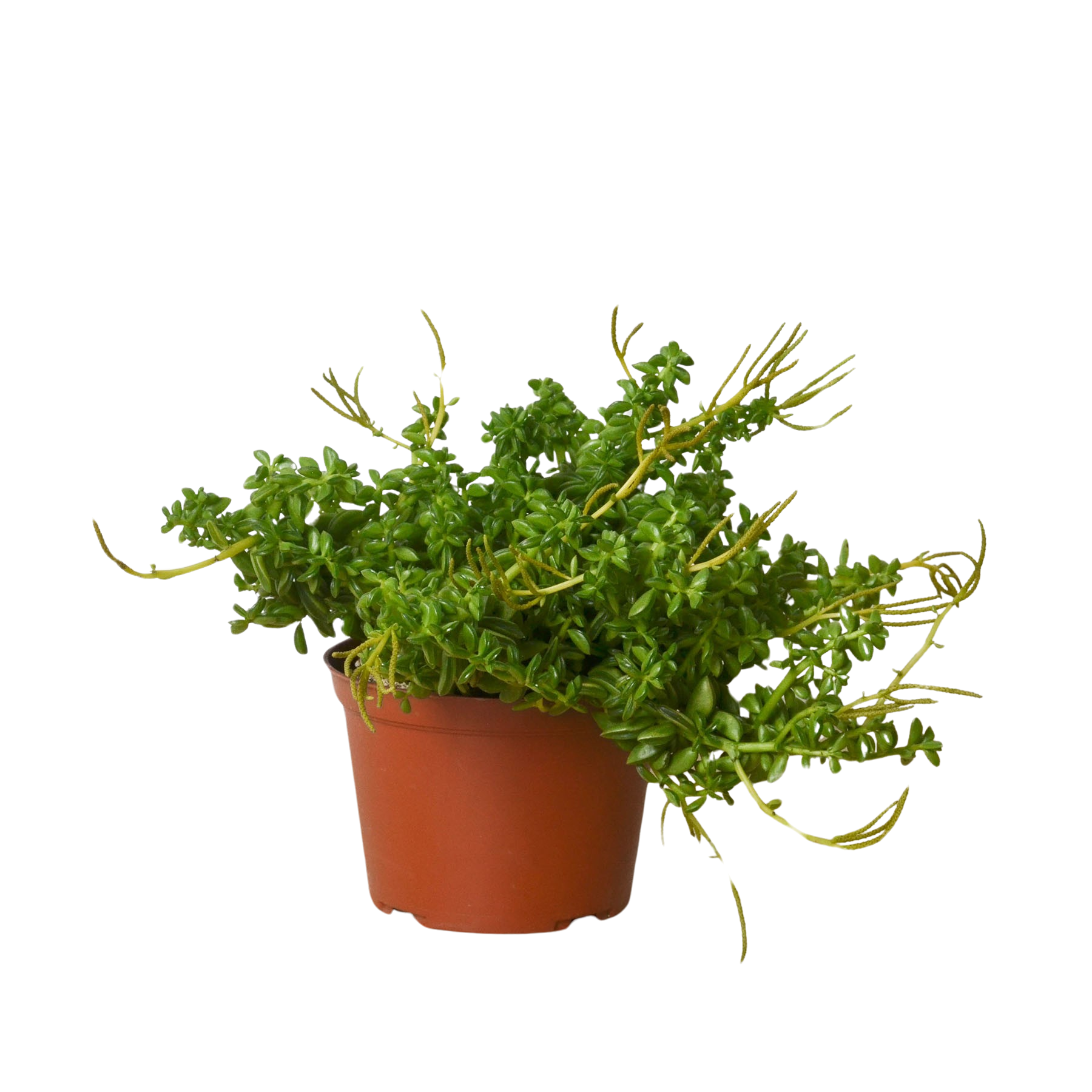Peperomia 'Axillaris' 6" Pot Austin Jungle Co.