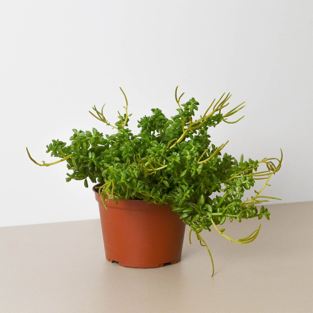 Peperomia 'Axillaris' 6" Pot Austin Jungle Co.