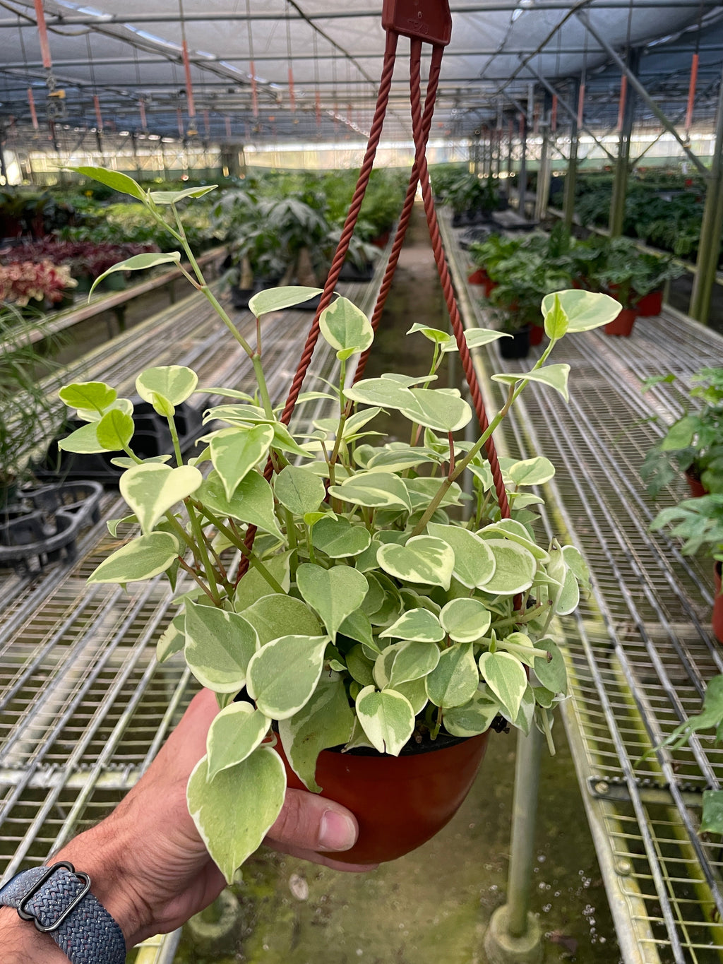 Peperomia 'Cupid' 4" Pot Austin Jungle Co.