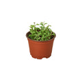 Succulent 'String of Dolphins' Succulent 4" Pot / Nursery Pot Austin Jungle Co.