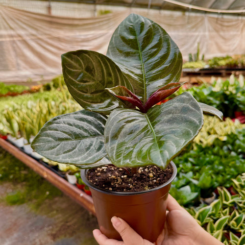 Aphelandra 'Nova Fuego' Indoor Plants 6" Pot Austin Jungle Co.