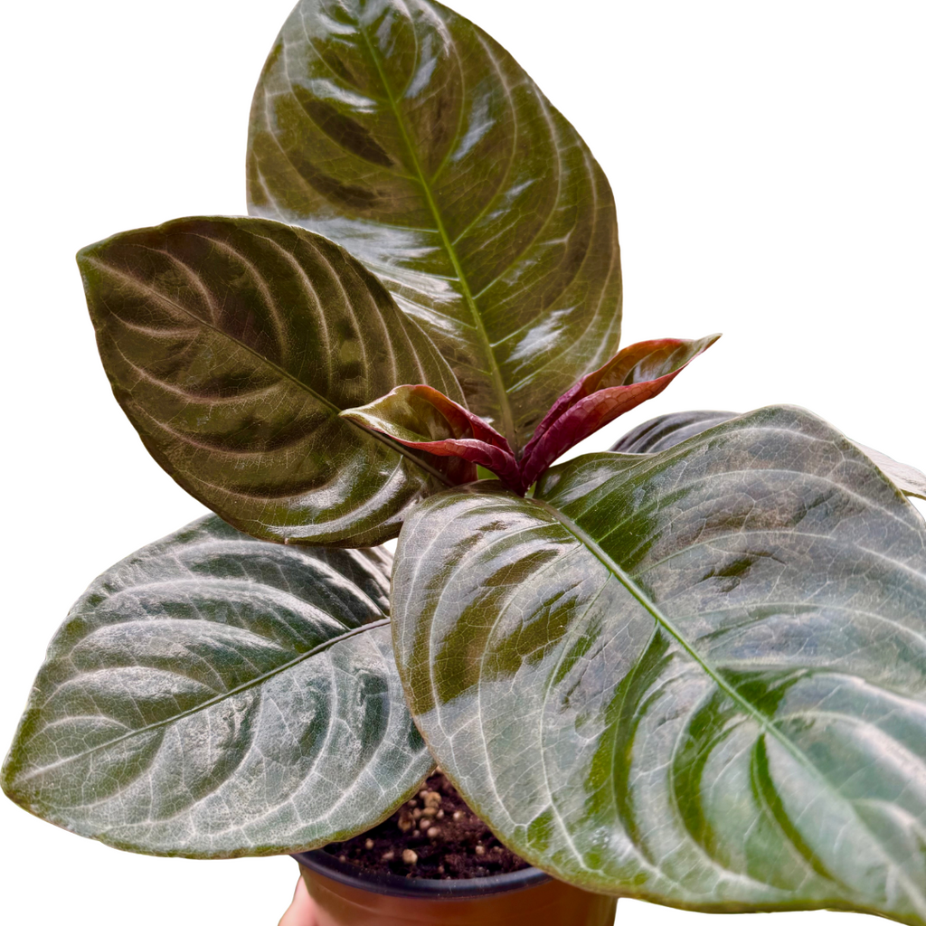 Aphelandra 'Nova Fuego' Indoor Plants 6" Pot Austin Jungle Co.