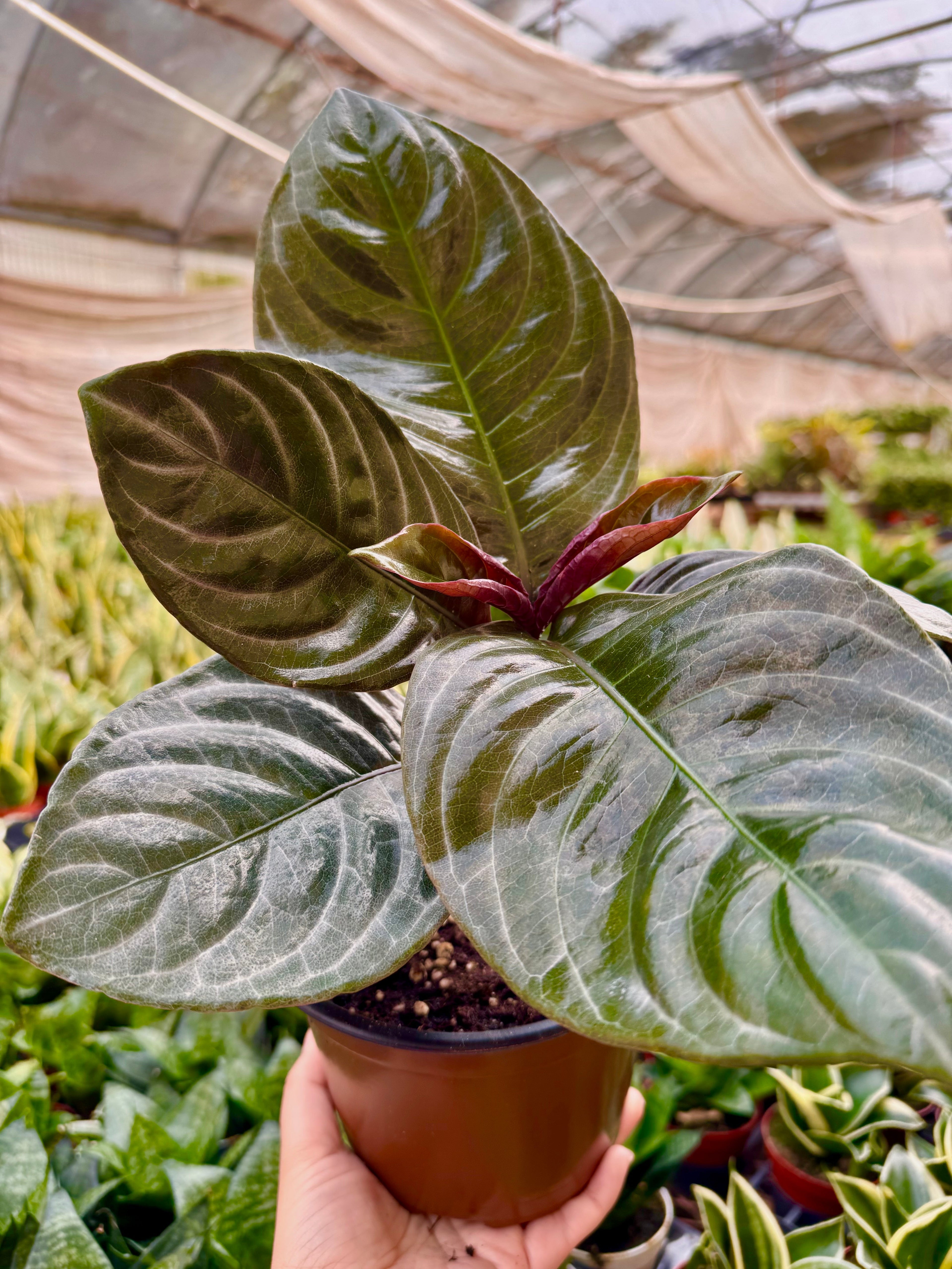 Aphelandra 'Nova Fuego' Indoor Plants 6" Pot Austin Jungle Co.