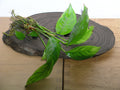 Anubias Heterophylla Default Title Austin Jungle Co.