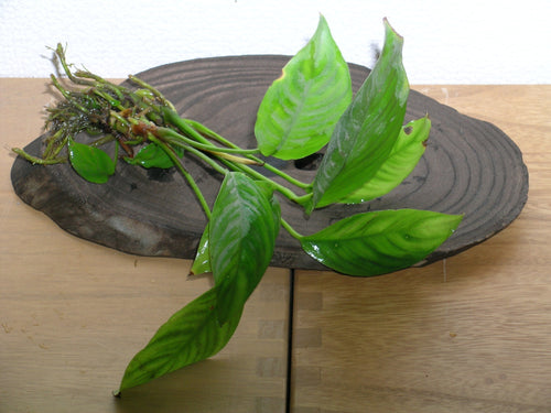 Anubias Heterophylla Default Title Austin Jungle Co.