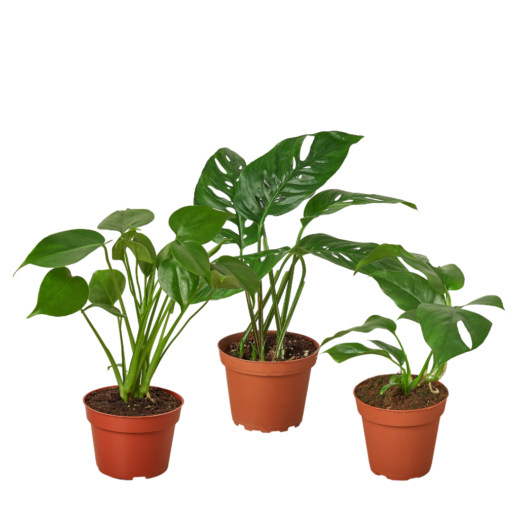 Monstera Bundle Bundle 4" Bundle Austin Jungle Co.