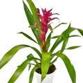Bromeliad Guzmania 'Purple' - 4" Pot 4" Plant (1pk/$3.5) ($10 Ship/31oz) Default Title Austin Jungle Co.
