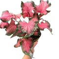 Caladium Red Flash 6" Pot Austin Jungle Co.