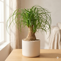 Palm Ponytail