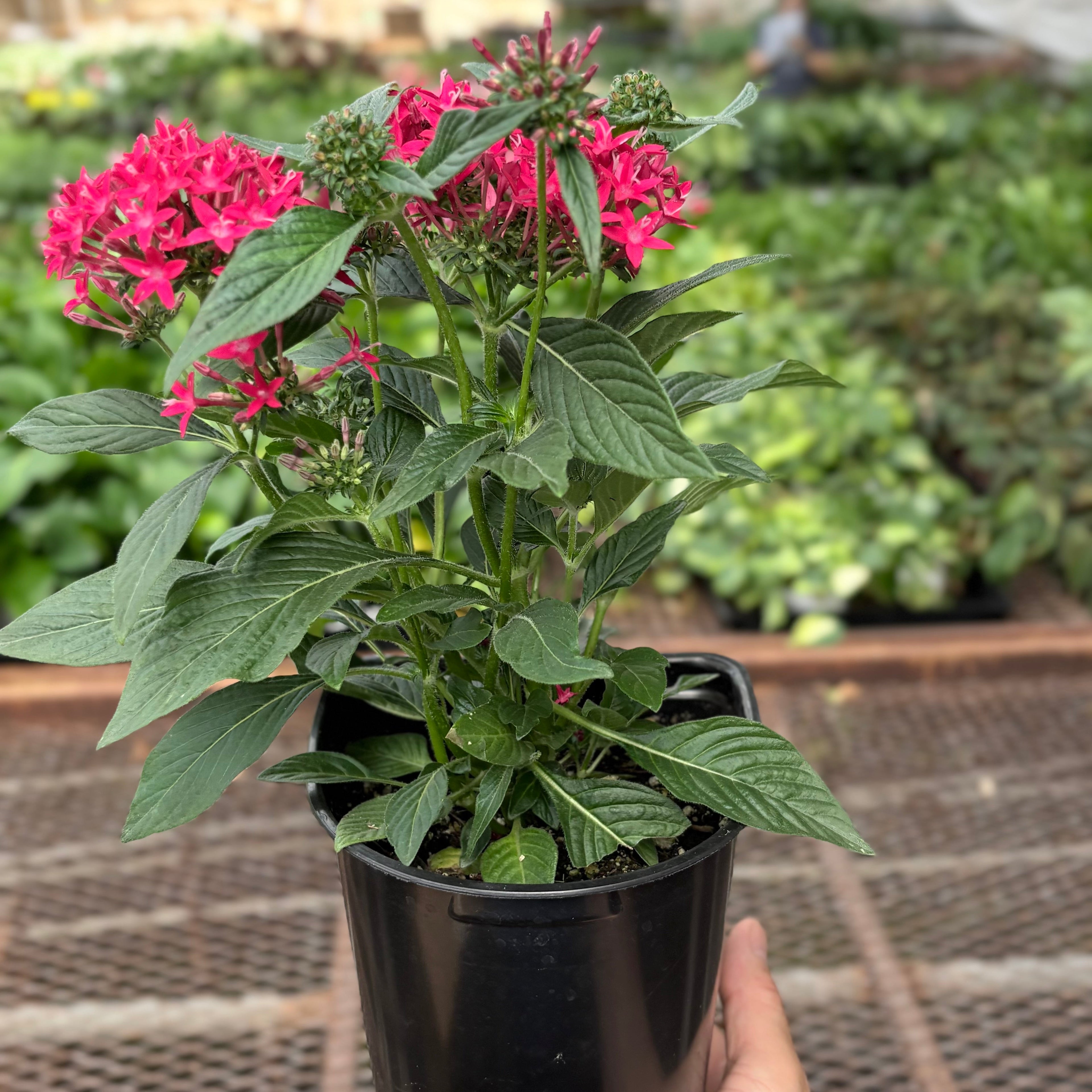Pentas Red 6" Pot Austin Jungle Co.