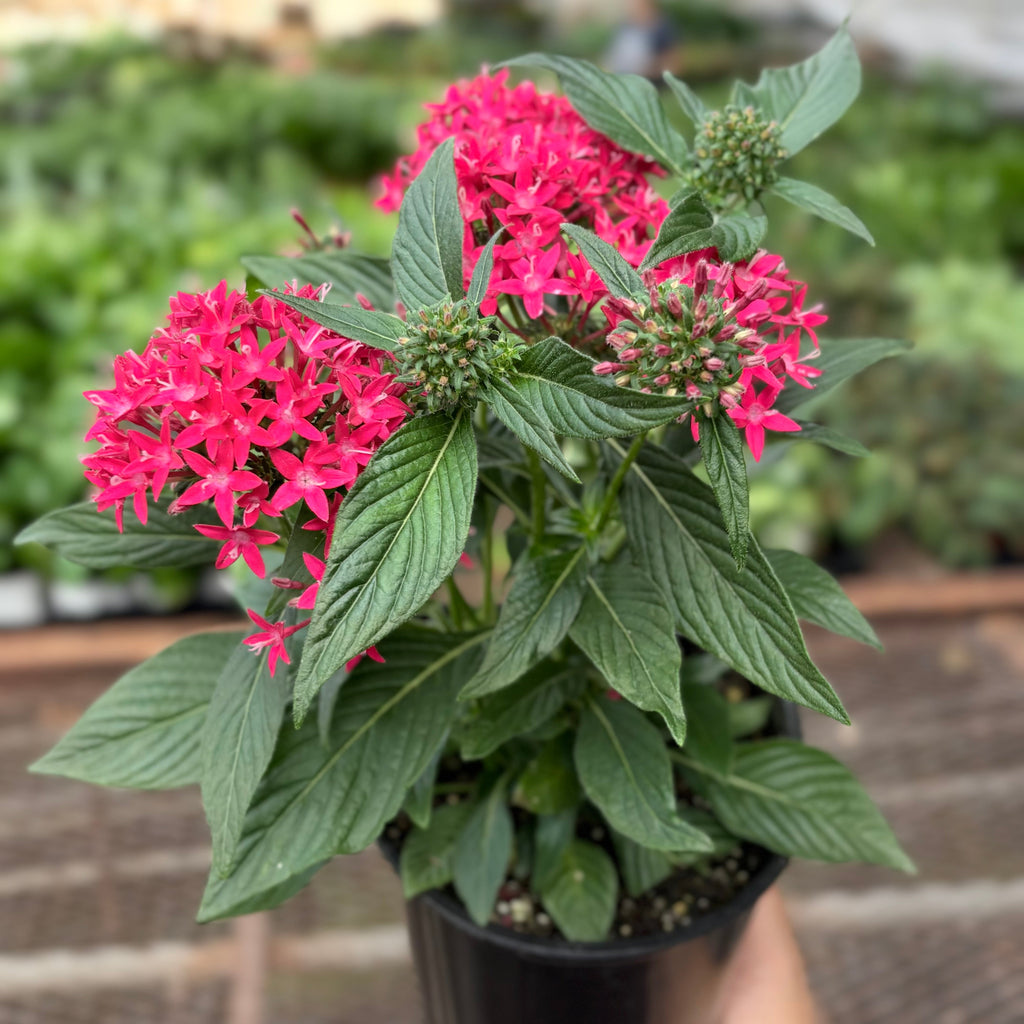 Pentas Red 6" Pot Austin Jungle Co.