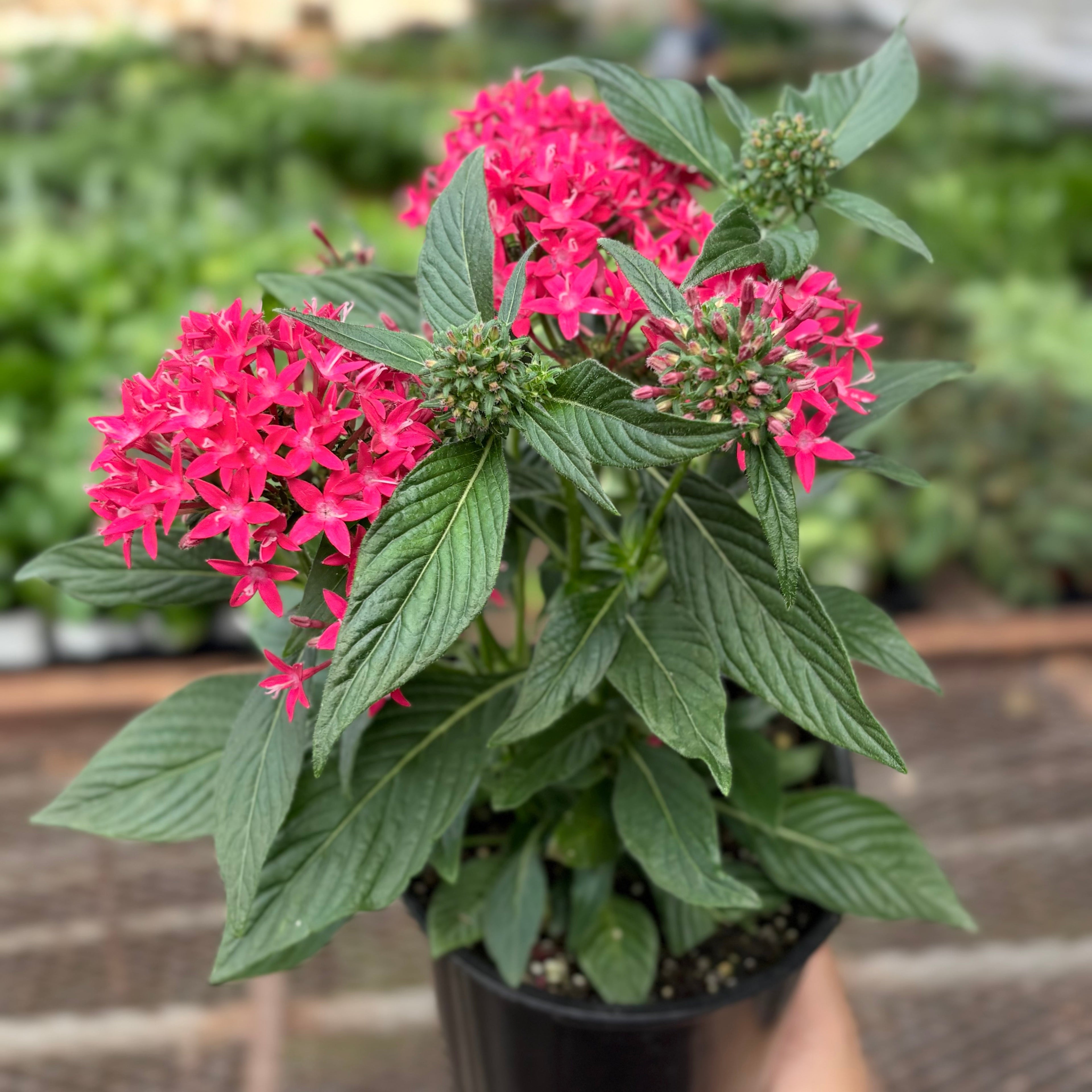 Pentas Red 6" Pot Austin Jungle Co.
