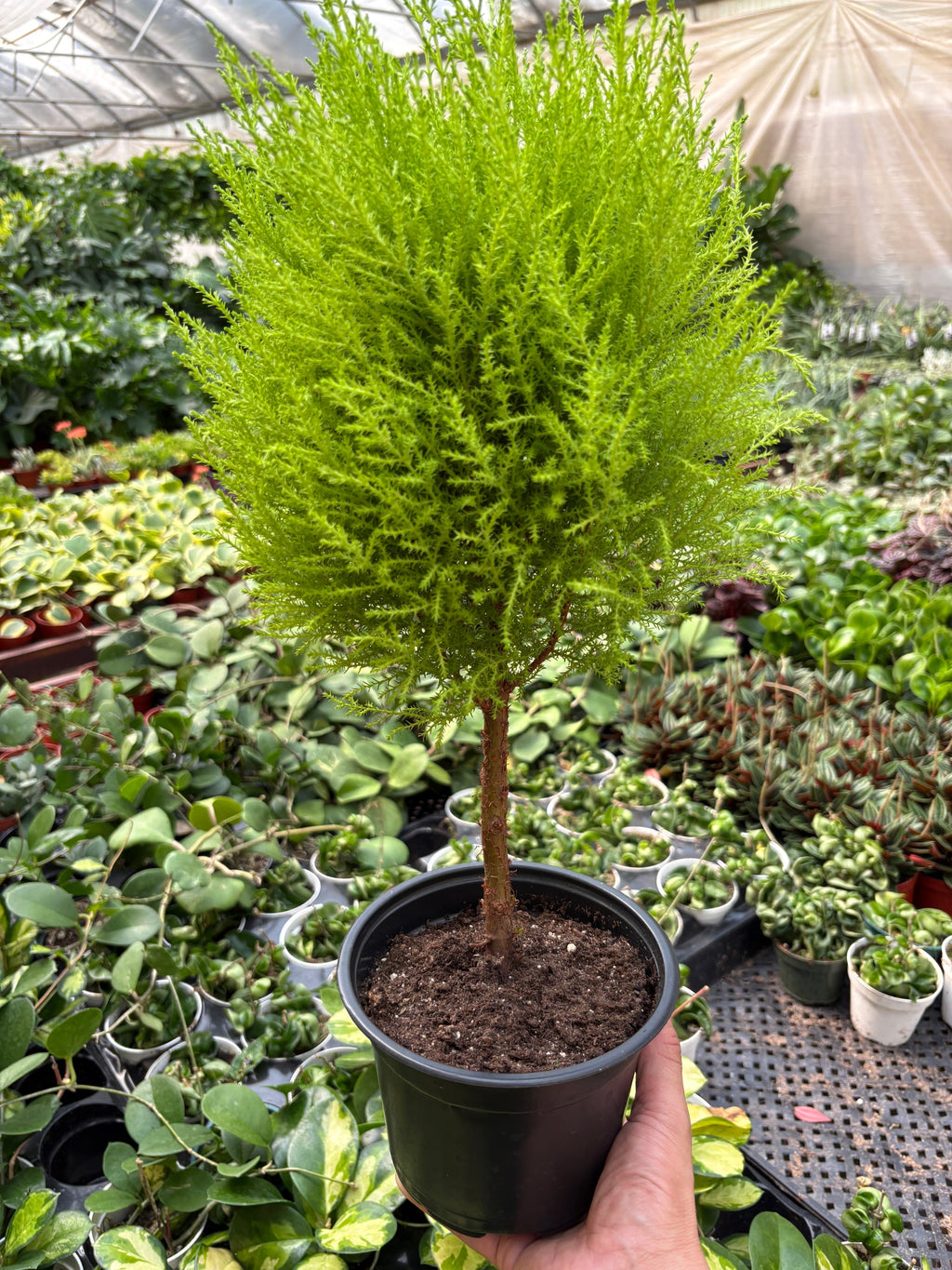 Cypress Lemon Topiary Indoor Plants 4" Pot Austin Jungle Co.