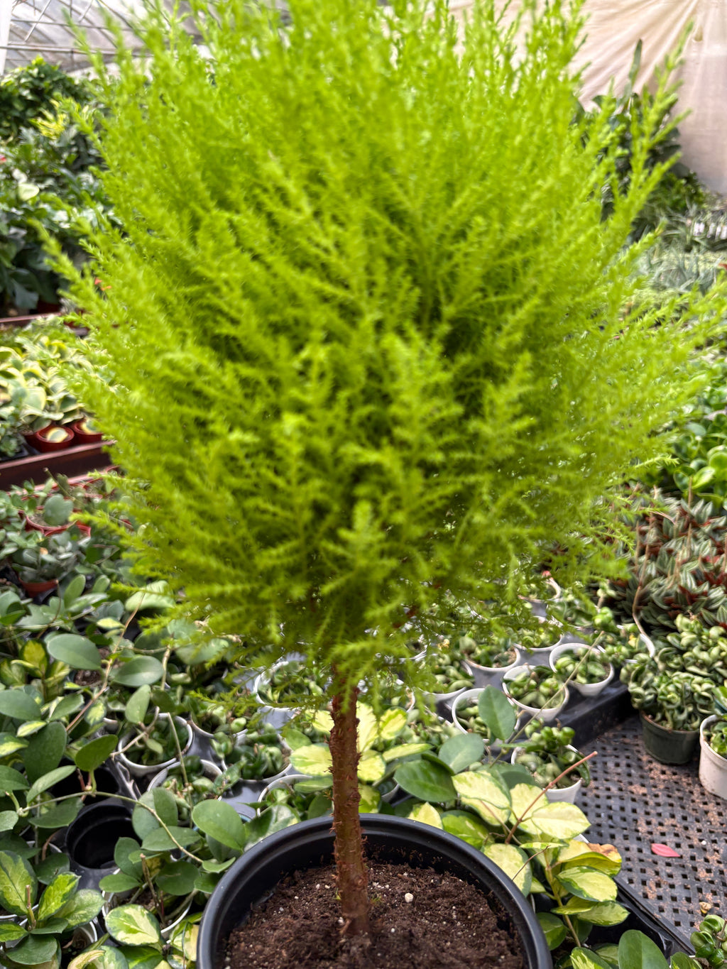 Cypress Lemon Topiary Indoor Plants 4" Pot Austin Jungle Co.