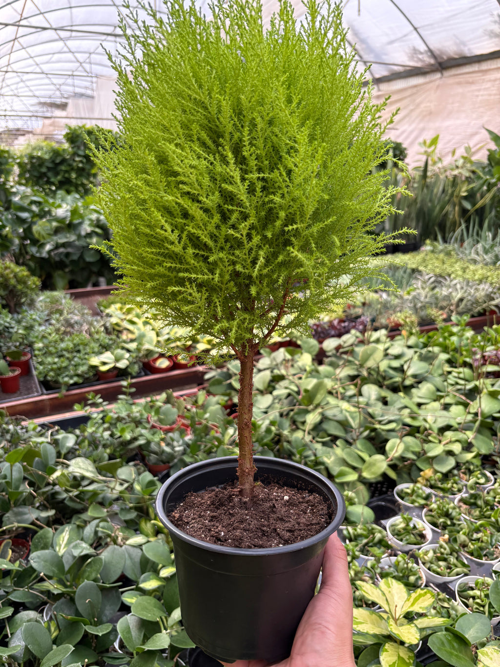 Cypress Lemon Topiary Indoor Plants 4" Pot Austin Jungle Co.