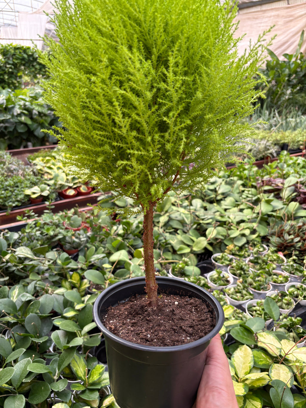 Cypress Lemon Topiary Indoor Plants 4" Pot Austin Jungle Co.