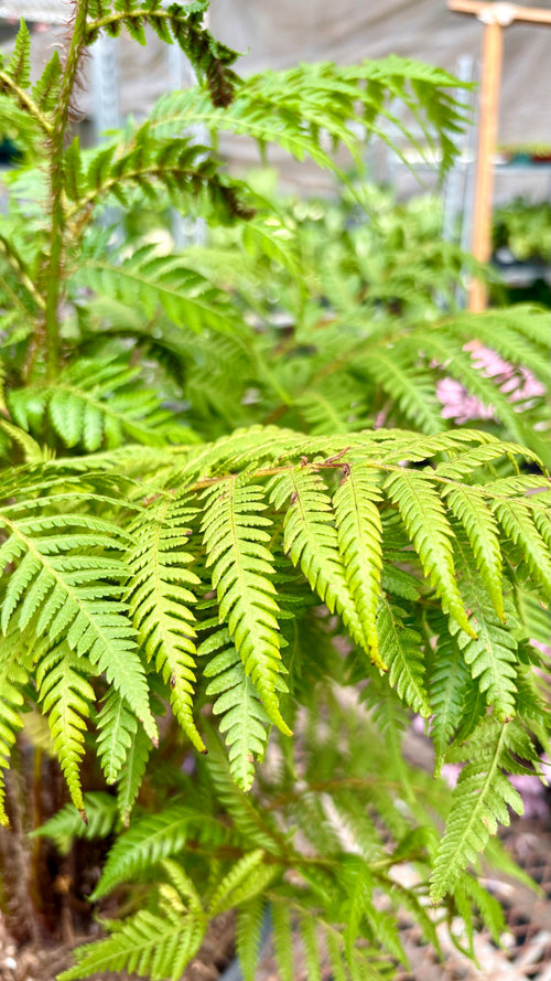 Australian Tree Fern Indoor Plants 6" Pot Austin Jungle Co.