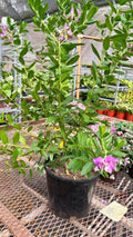 Polygala 'Grandiflora' 10" Plant 10" Pot Austin Jungle Co.