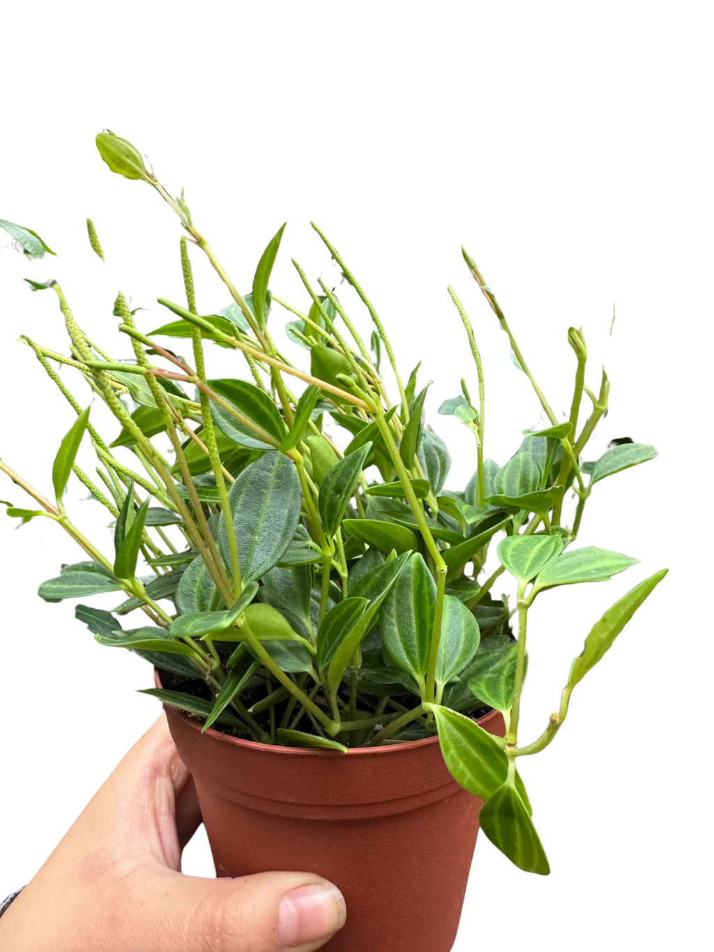Peperomia 'Angulata' 4" Plant 4" Pot Austin Jungle Co.