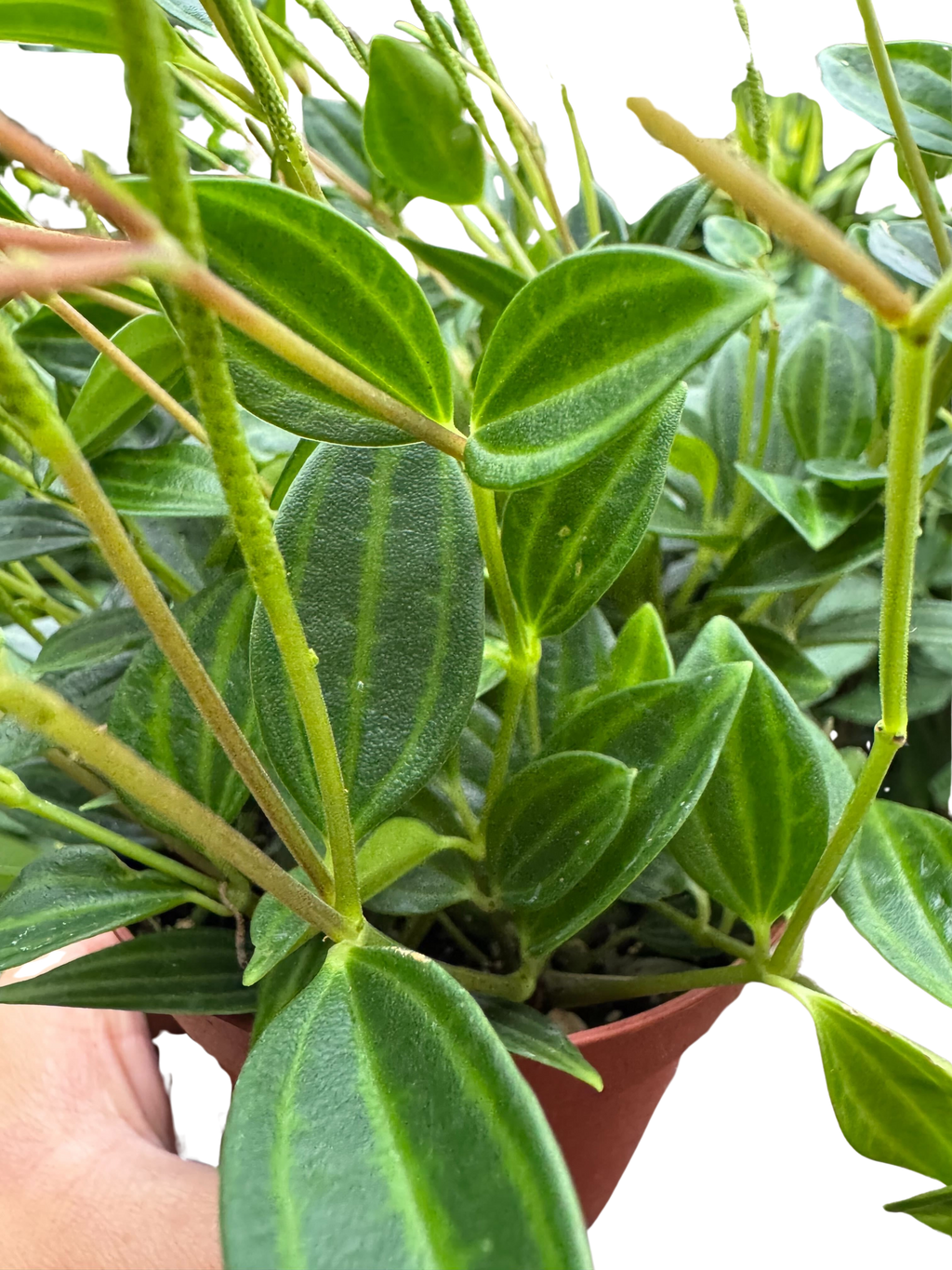 Peperomia 'Angulata' 4" Plant 4" Pot Austin Jungle Co.