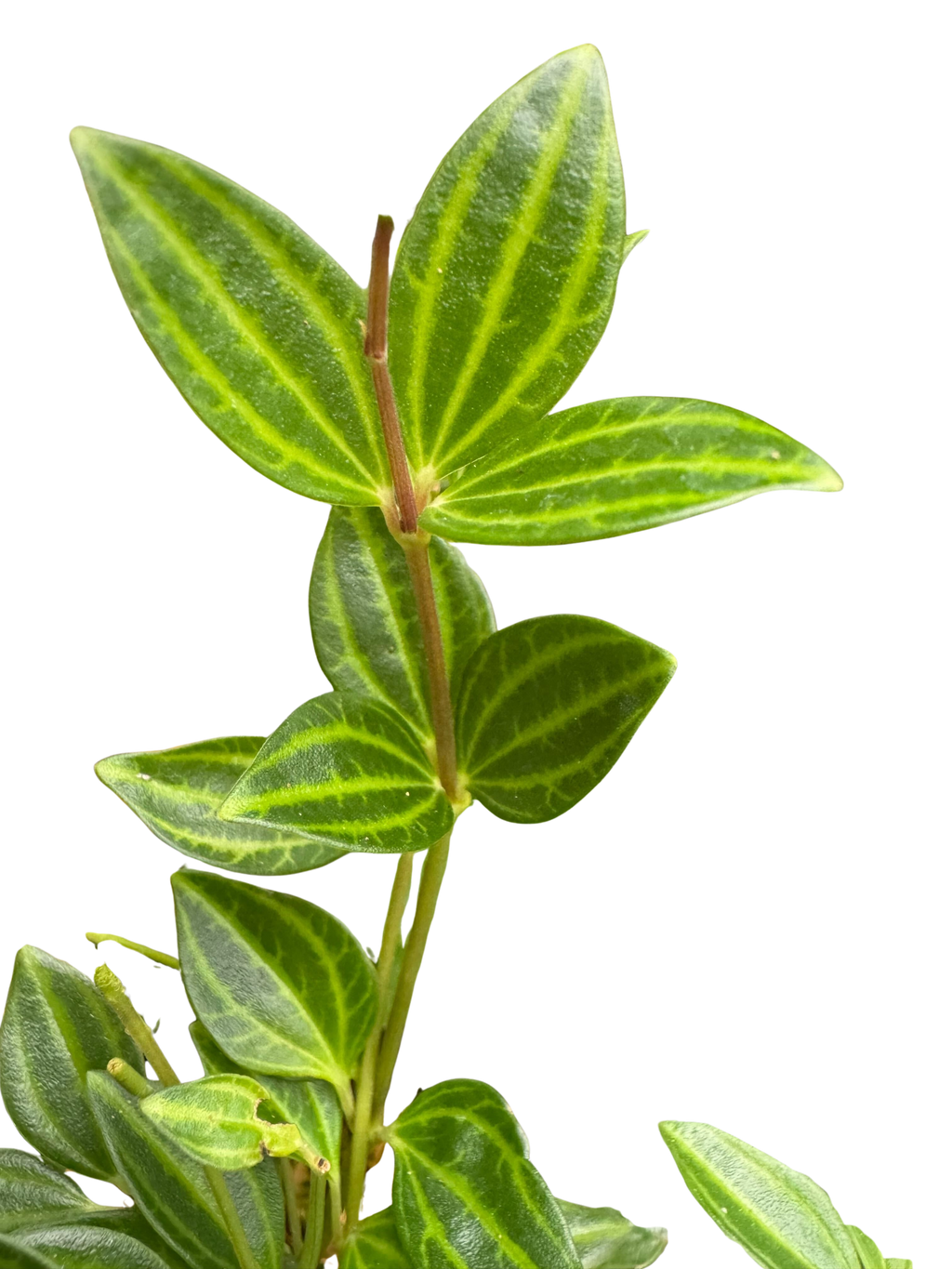 Peperomia 'Angulata' 4" Plant 4" Pot Austin Jungle Co.