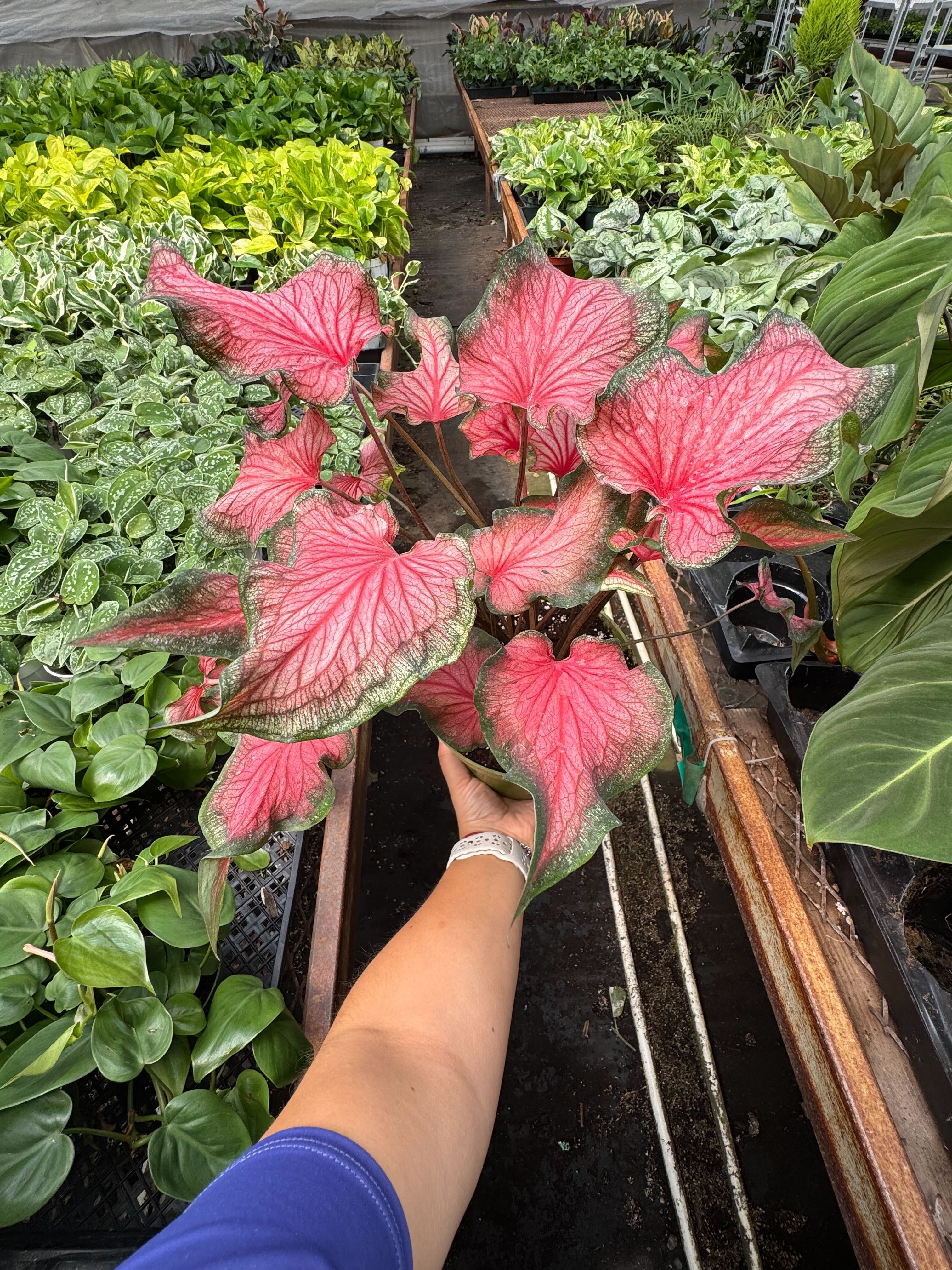 Caladium Red Flash 6" Pot Austin Jungle Co.