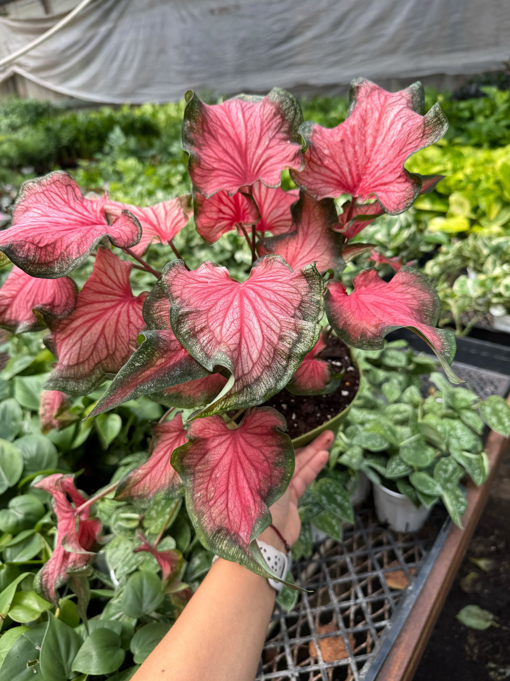 Caladium Red Flash 6" Pot Austin Jungle Co.