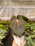 Anthurium 'Magnificum' 4" Pot Austin Jungle Co.