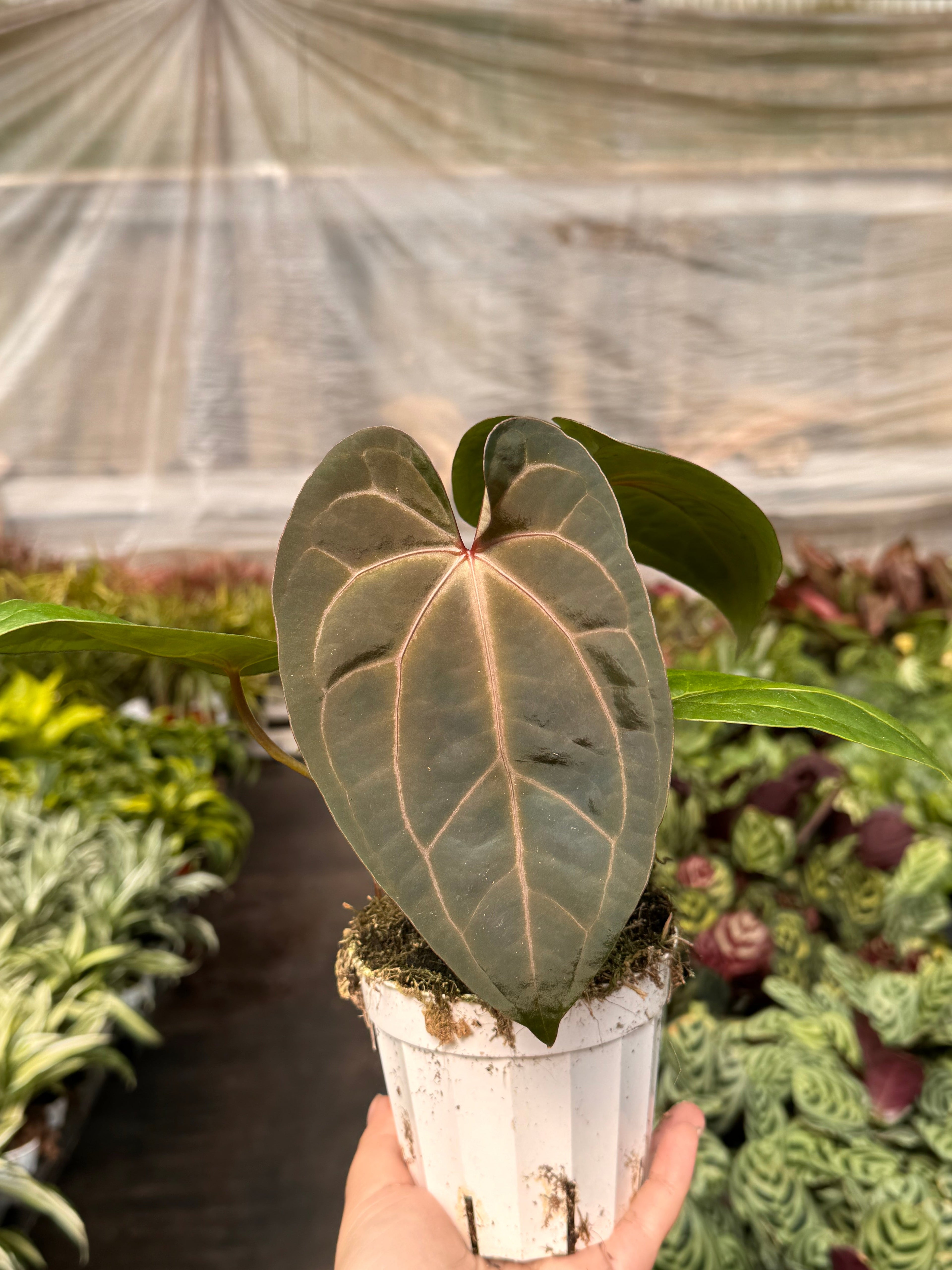 Anthurium 'Magnificum' 4" Pot Austin Jungle Co.
