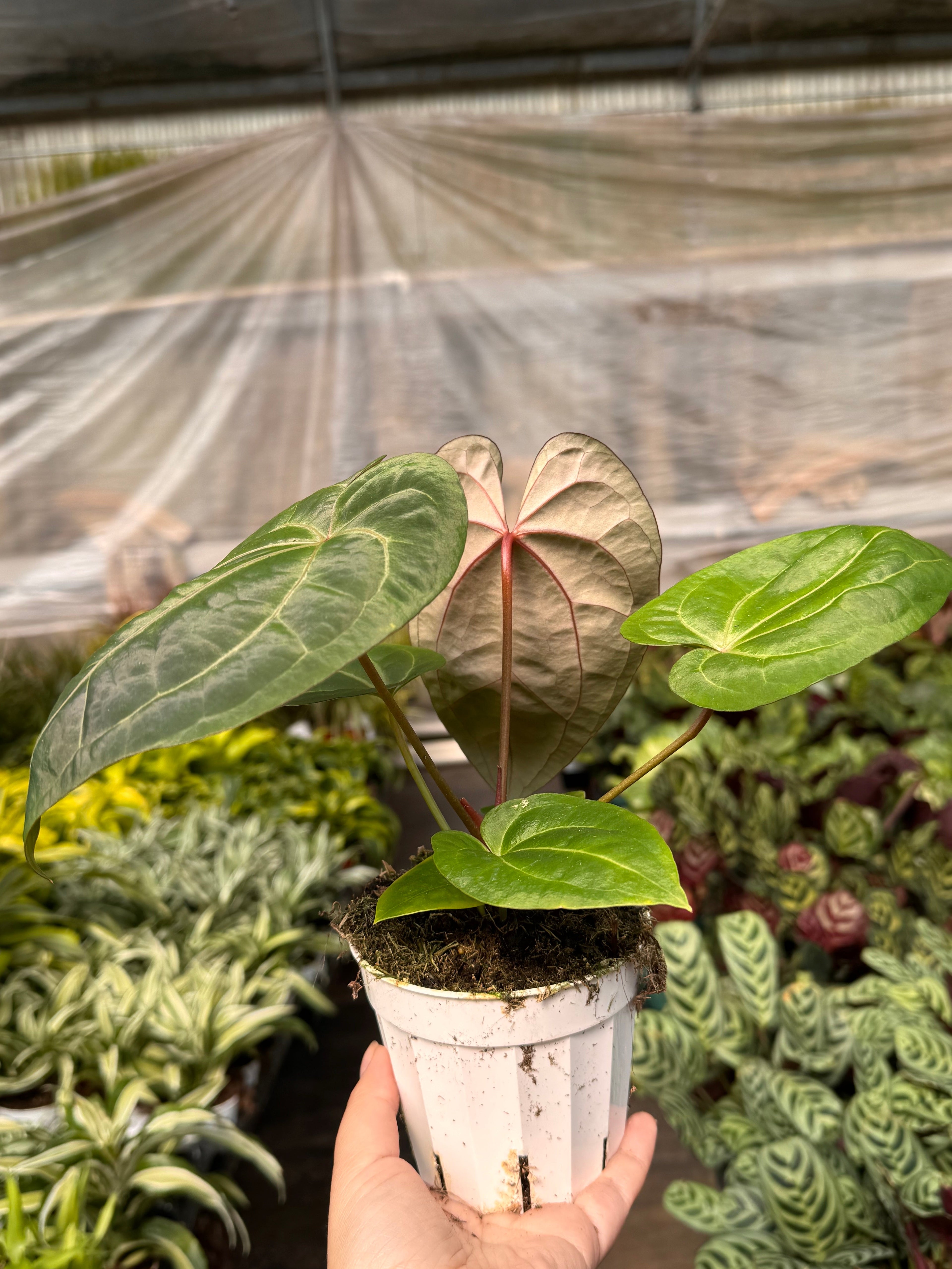 Anthurium 'Magnificum' 4" Pot Austin Jungle Co.
