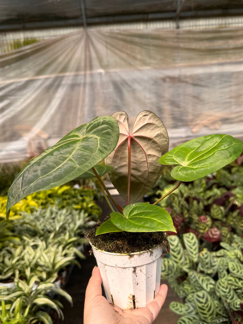 Anthurium 'Magnificum' 4" Pot Austin Jungle Co.