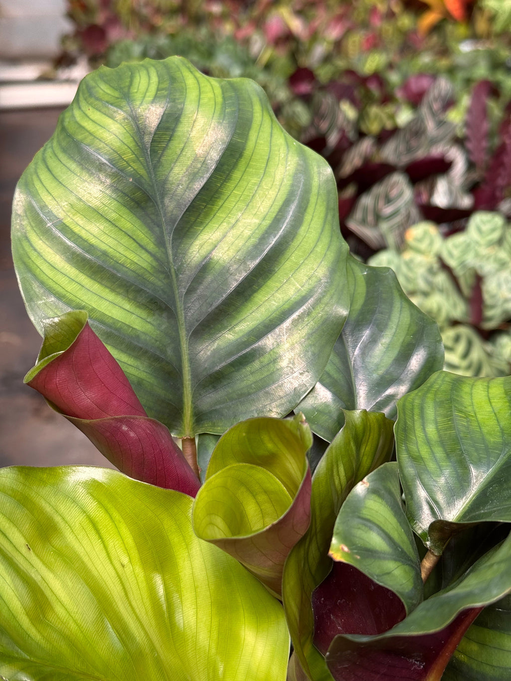 Calathea 'Fasciata' Default 4" Pot Austin Jungle Co.