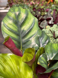 Calathea 'Fasciata' Default 4" Pot Austin Jungle Co.