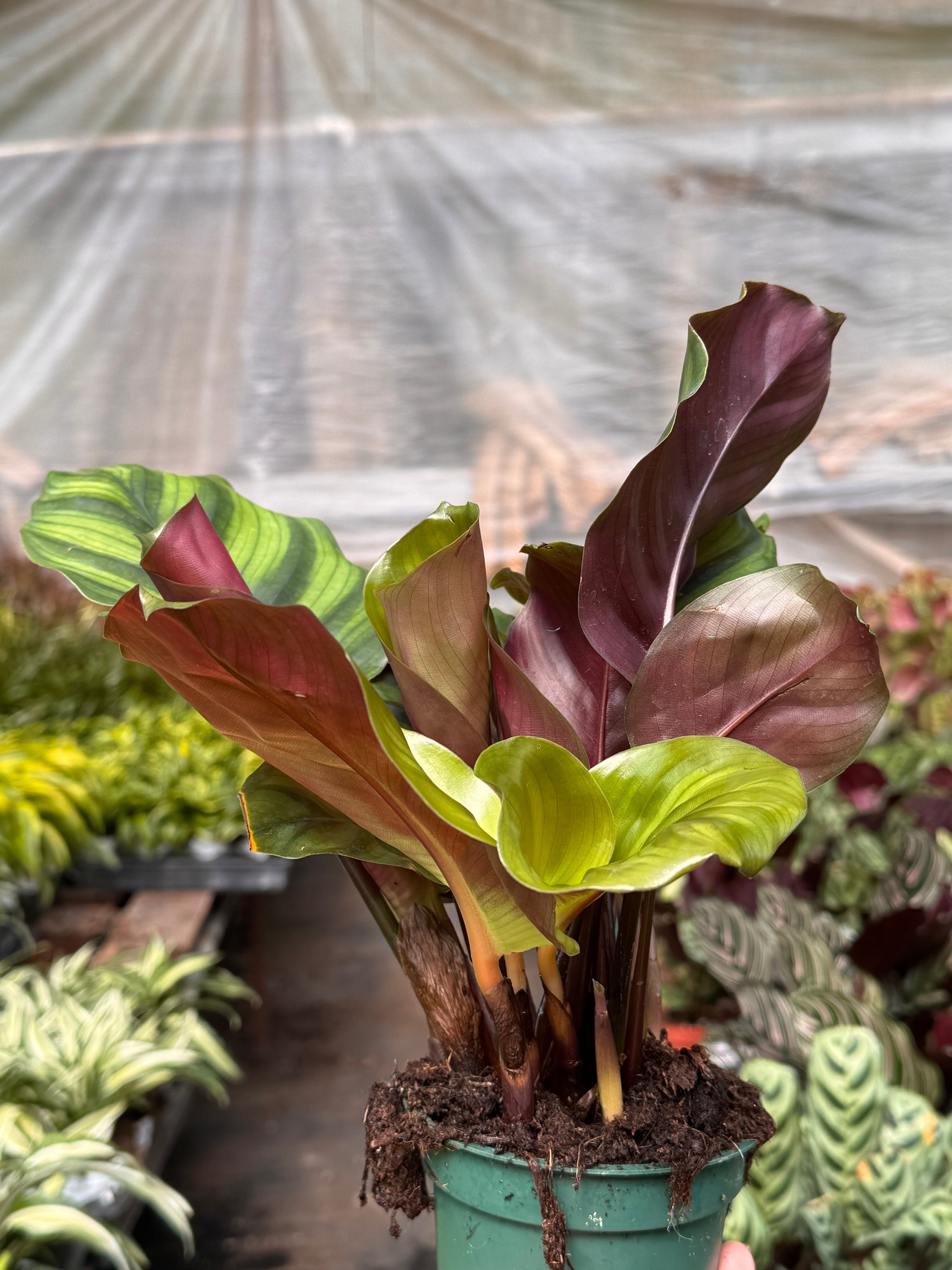 Calathea 'Fasciata' Default 4" Pot Austin Jungle Co.