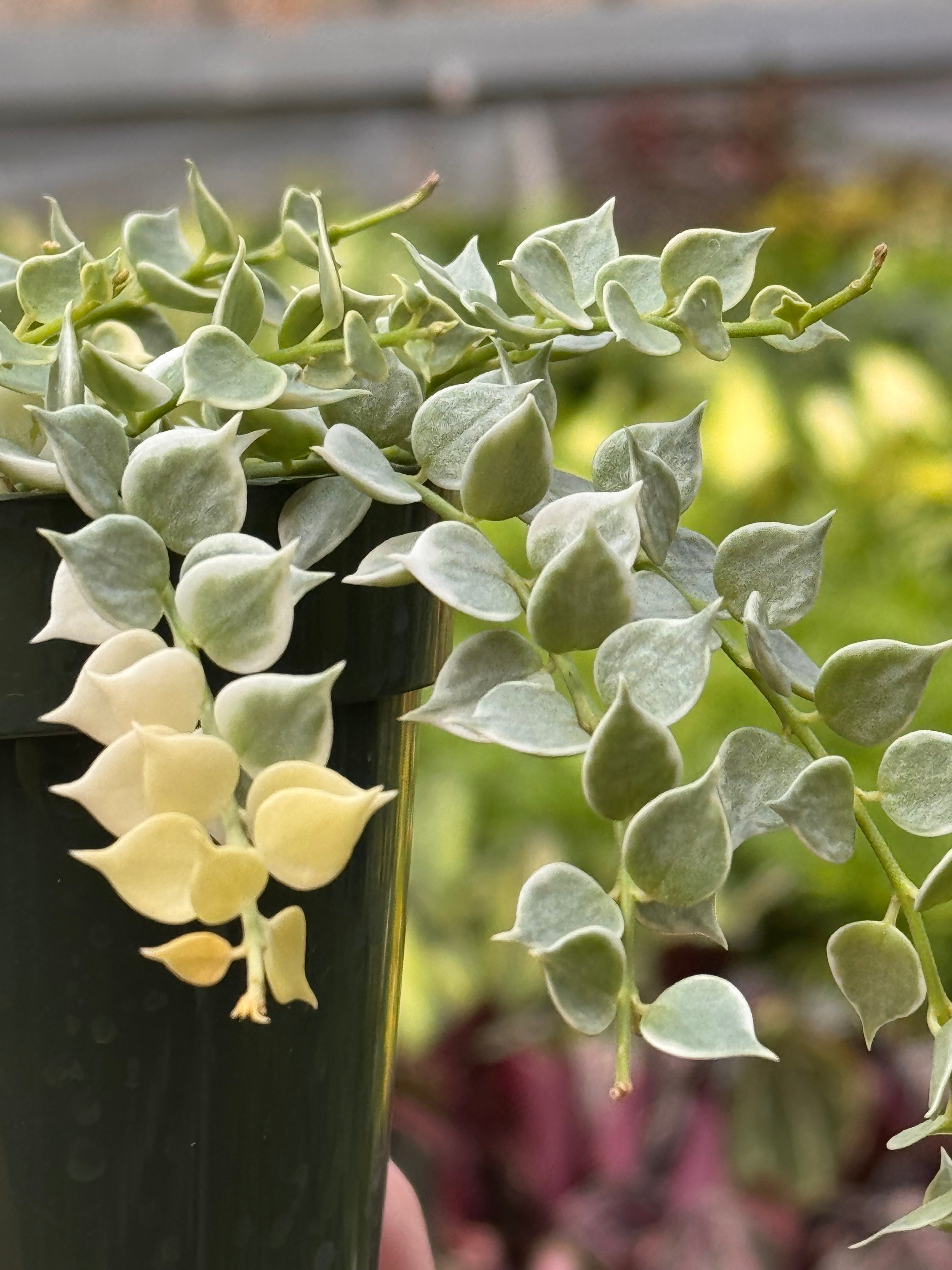 Dischidia 'Million Hearts' Variegated Succulent 4" Pot Austin Jungle Co.