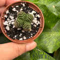 Crassula Buddha's Temple