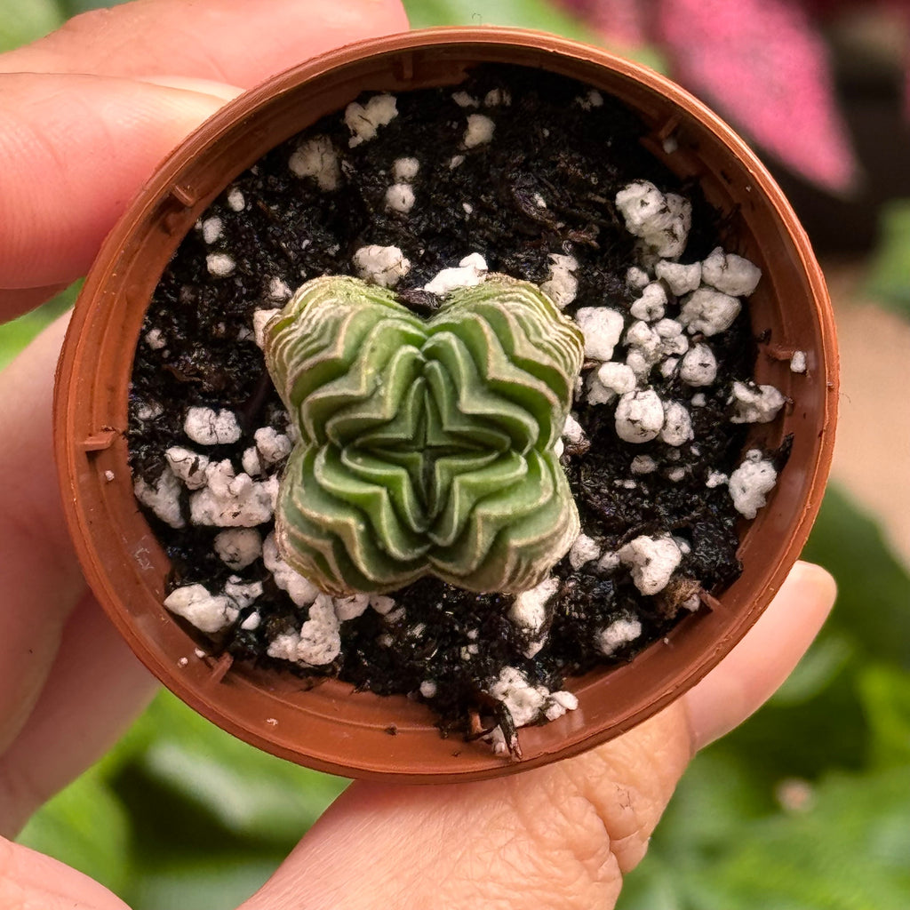 Crassula Buddha's Temple